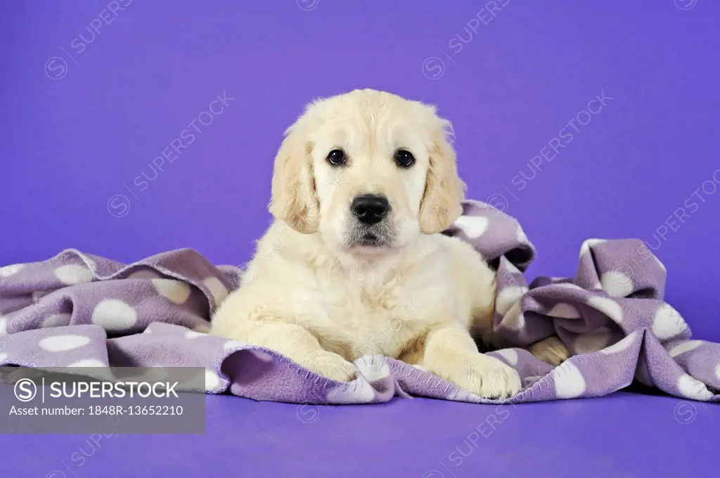 Golden Retriever Puppy lying under polka-dotted blanket
