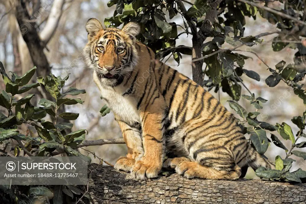 Royal Bengal tiger (Panthera tigris tigris), cub sitting on the trunk of a  tree, Ranthambhore National Park, Rajasthan, India - SuperStock