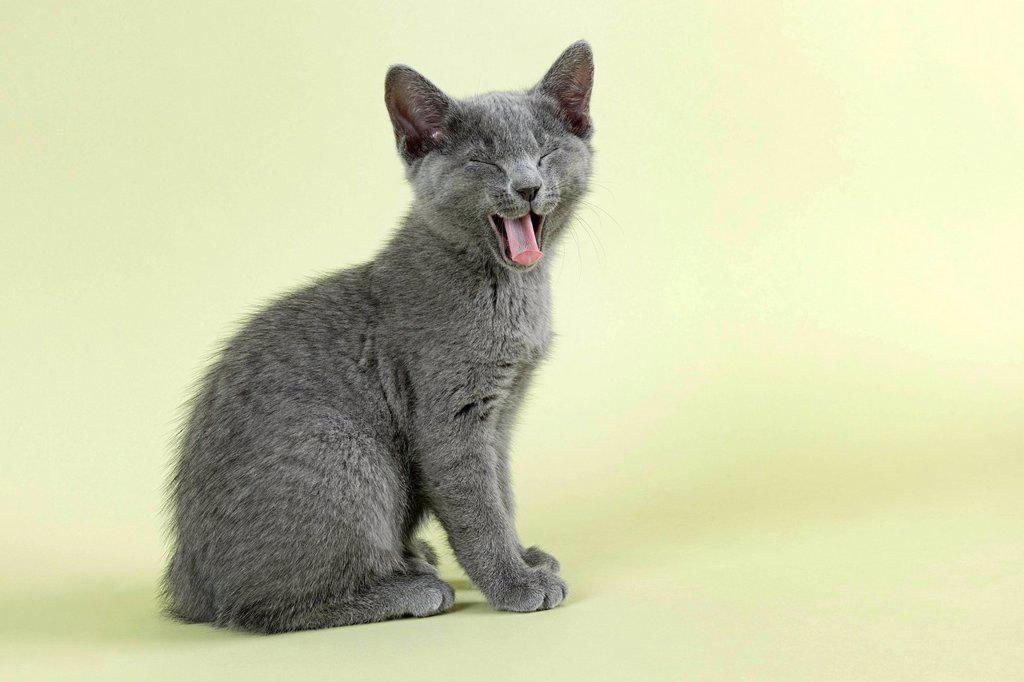 Breedcat Russian Blue (Felis silvestris catus), Age 10 weeks, Kitten, sitting, yawning, studio shot