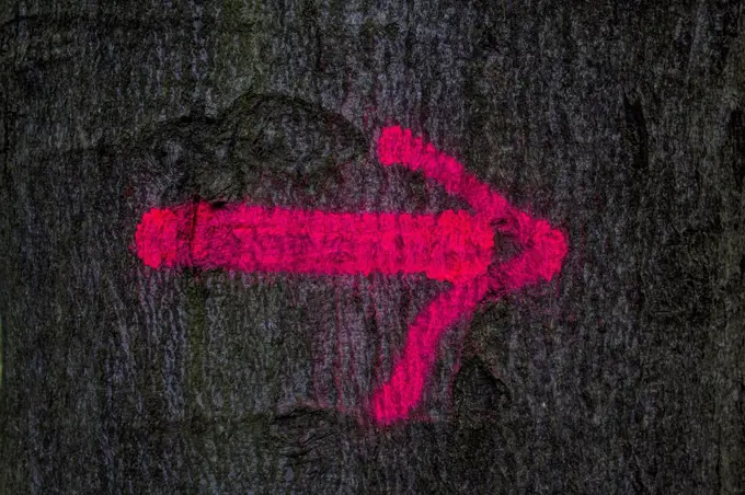 Red arrow on a tree