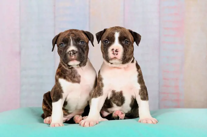 American Staffordshire Terrier, two puppies 5 weeks, brindle with white, sitting on blanket, Austria