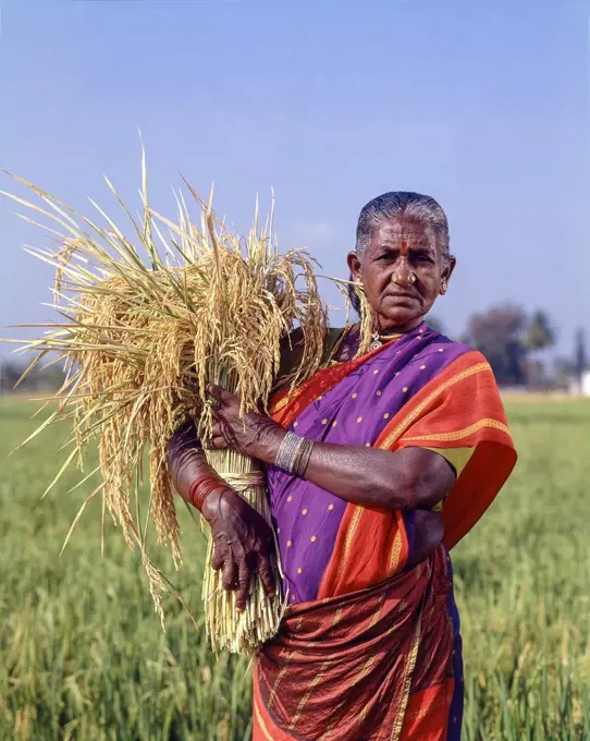 Old woman holding a bunch of sheaves with rice and standing in a rice field, Coimbatore, Tamil Nadu, India, Asia