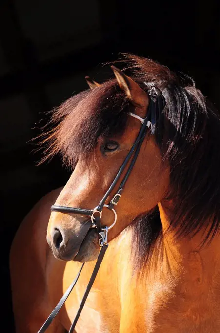 Icelandic Pony, Stallion, Icelandic Horse, Icelandic, Bridle