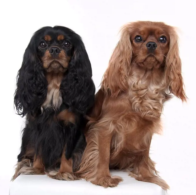 Cavalier King Charles Spaniel, ruby red and black-light brown