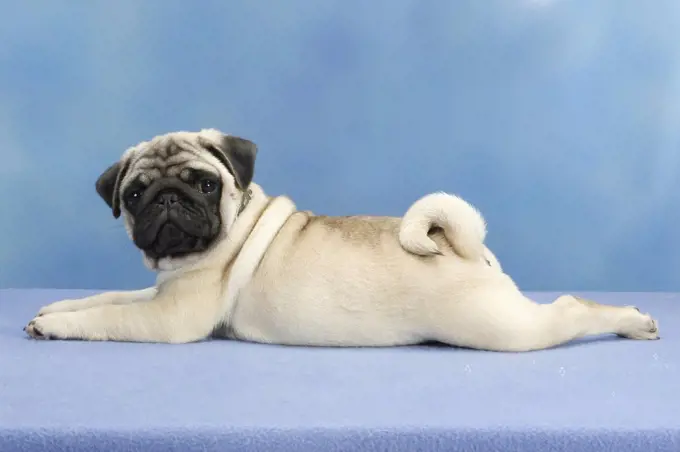 Pug, puppy, lateral, detachable
