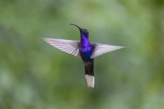 Violet Sabrewing (Campylopterus hemileucurus) or Purple Sabrewing, male, in flight, Monteverde Rainforest, Costa Rica, Central America