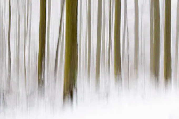 Winter forest, abstract view, Hesse, Germany