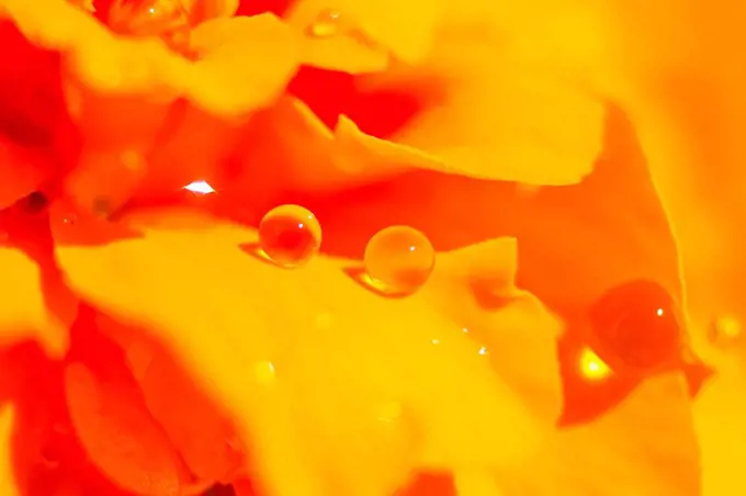 Dewdrops on a blooming orange Tagetes flower (Tagetes)