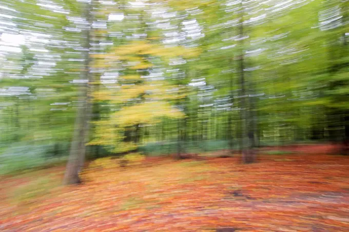 Autumnal beech forest (Fagus), distorted, Hesse, Germany