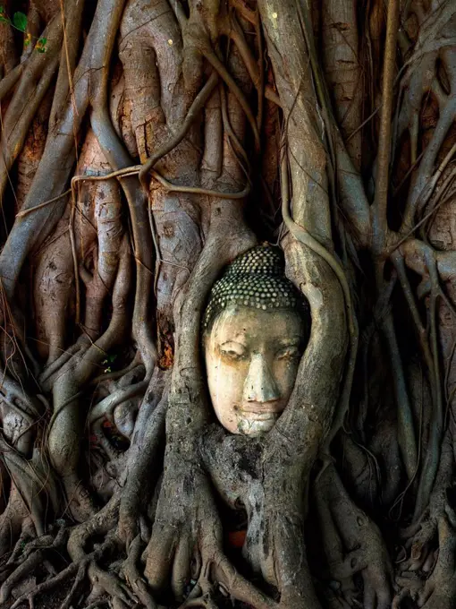Head of a Buddha statue, overgrown by a strangler fig (Ficus religiosa), Wat Maha That, Ayutthaya, Thailand