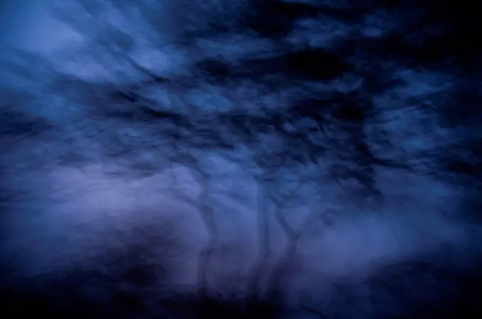 Trees at dusk, gloomy, Blur Effect, Abstract