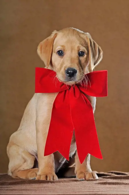 Labrador Retriever, puppy, 9 weeks, with red ribbon, studio shot