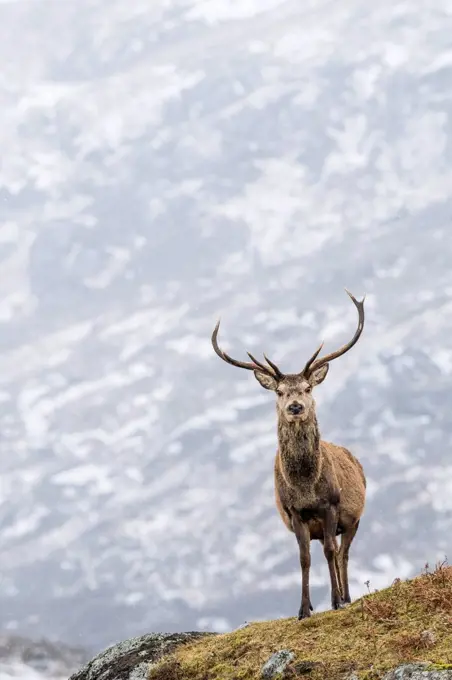 Red deer (Cervus elaphus) in snowfall, Highlands, Scotland, Great Britain