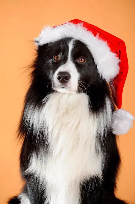 Border collie, black and white, male, animal portrait with Santa hat, studio shot, Austria