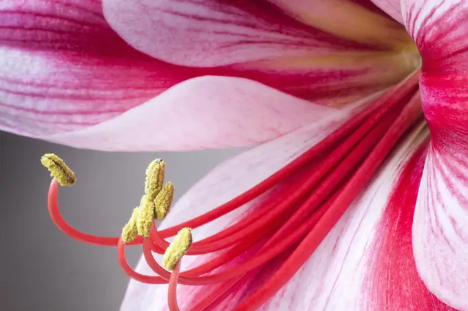 Amaryllis, Hippeastrum 'Gervase', Close view a single striped flower, with deep magenta petals and white highlights, Long curled stamen and stigma, Against a graduated grey background.