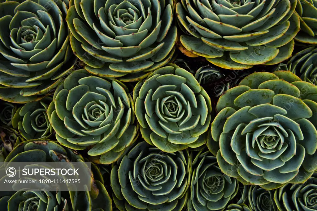 Succulents in the shape of flowers, San Gerardo de Dota, San Jose Province, Costa Rica, Central America