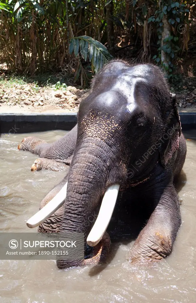 Bathing elephant in Periyar National Park, Kerala, India, Asia - SuperStock