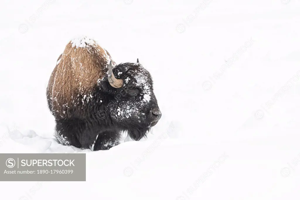 American bison (Bison bison), covered in snow, Montana, United States of America, North America