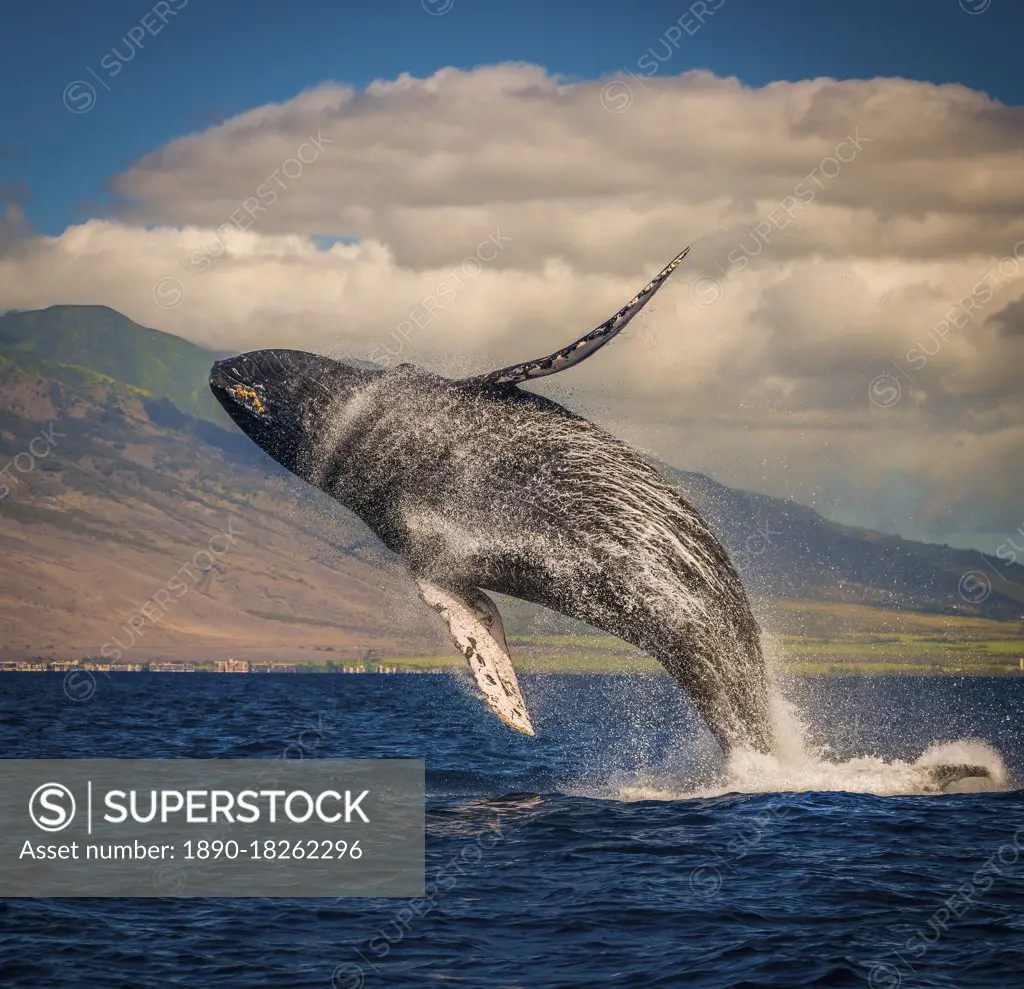 Mother whale fully breaches the water, Maui, Hawaii, United States of America, Pacific