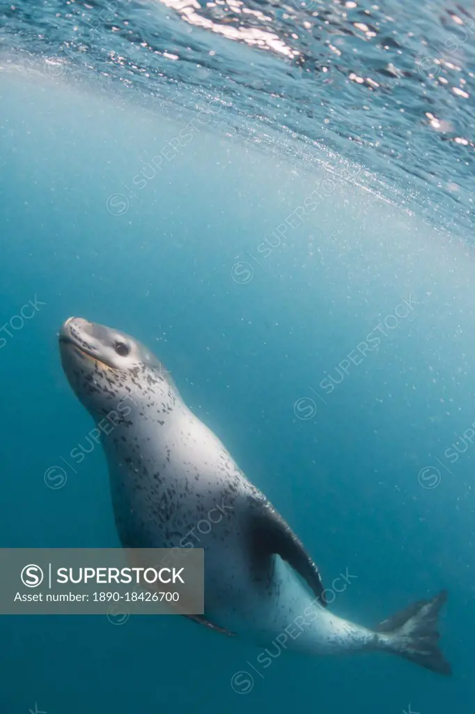 A curious adult leopard seal (Hydrurga leptonyx), underwater near Coronation Island, Antarctica, Polar Regions