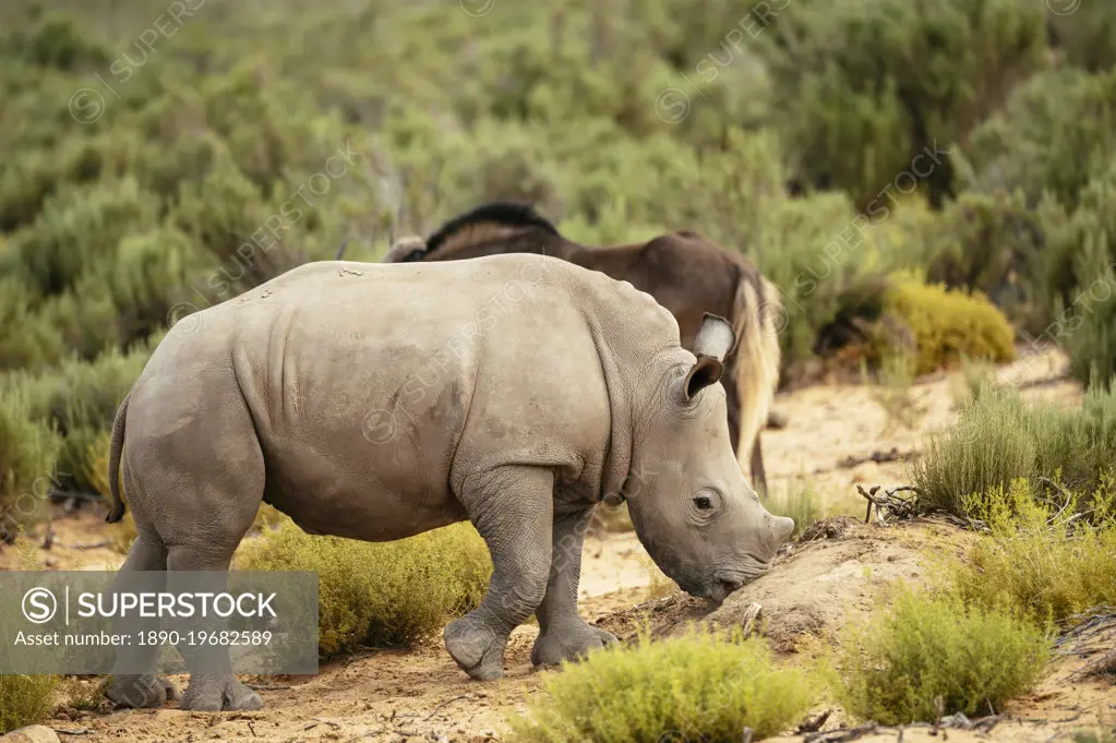White Rhino, Aquila Private Game Reserve, Touws River, Western Cape, South Africa, Africa