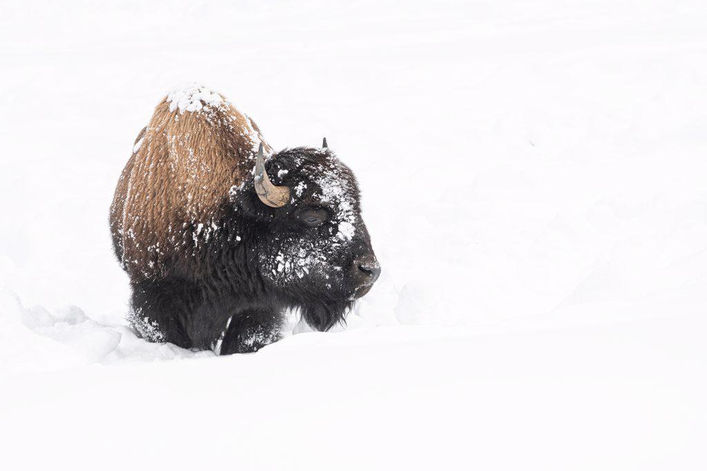 American bison (Bison bison), covered in snow, Montana, United States of America, North America