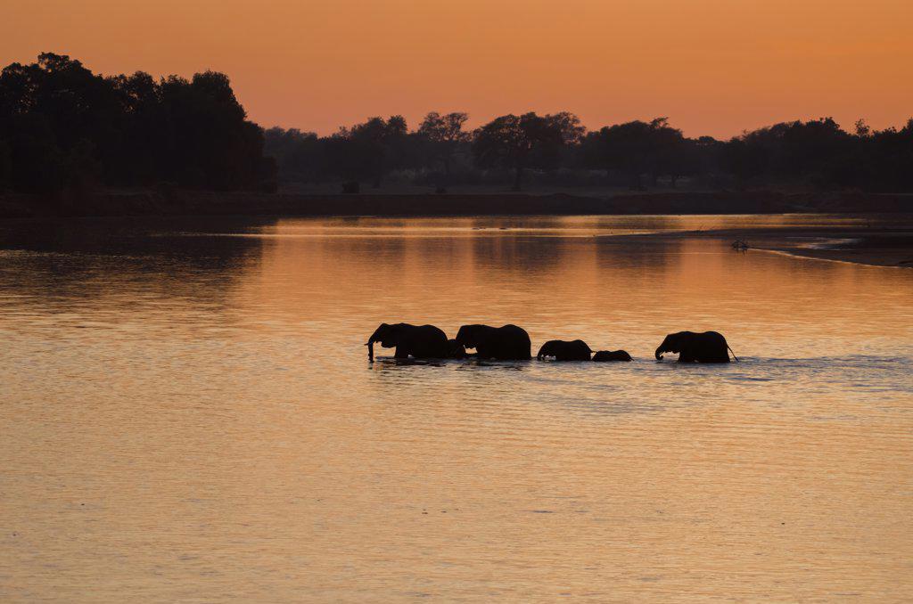 Silhouette of elephants (Loxodonta) crossing the river in the morning light, South Luangwa National Park, Zambia, Africa