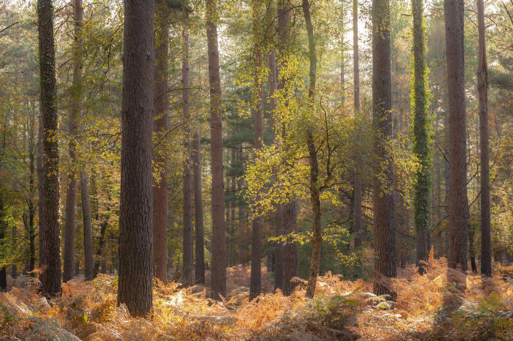 Sunny autumn woodland scene, New Forest, Hampshire, England, United Kingdom, Europe