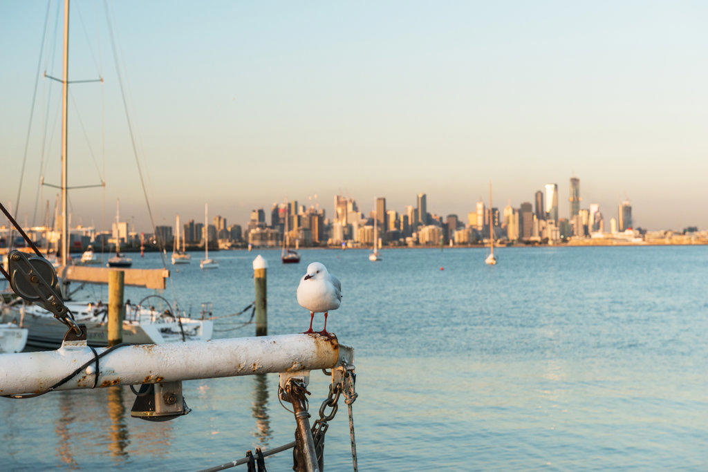 Seagull and City of Melbourne from Williamstown Port across Port Phillip Bay, Williamstown, Victoria, Australia, Pacific