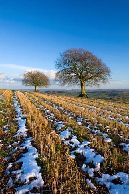 Melting winter snow in a rural field, near Silverton, Devon, England, United Kingdom, Europe