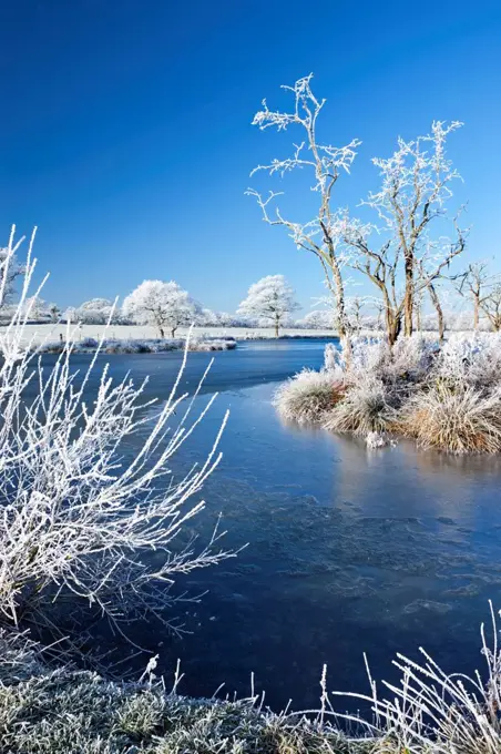 Hoar frosted trees and frozen river in winter time, Morchard Road, Devon, England, United Kingdom, Europe