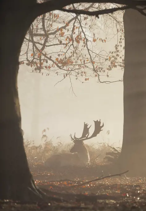 A fallow deer stag (Dama dama) rests in a misty and foggy Richmond Park one winter sunrise, Richmond, Greater London, England, United Kingdom, Europe