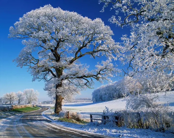 Frosted tree at roadside and rural winter scene, Lincolnshire, England, United Kingdom, Europe