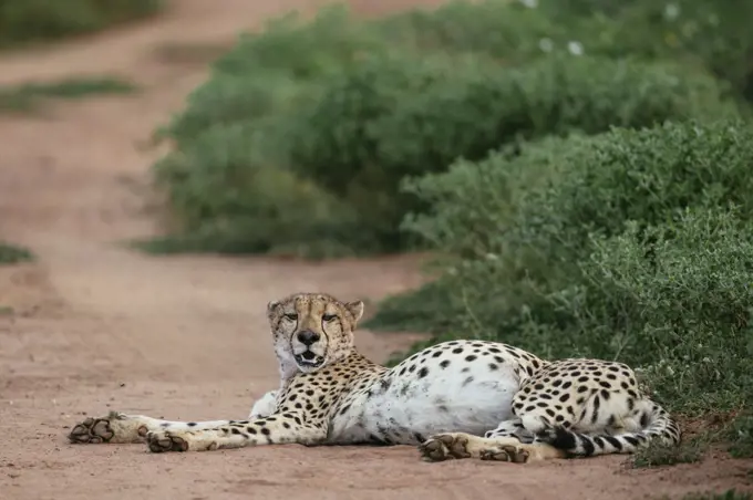 Cheetah, Marataba, Marakele National Park, South Africa, Africa