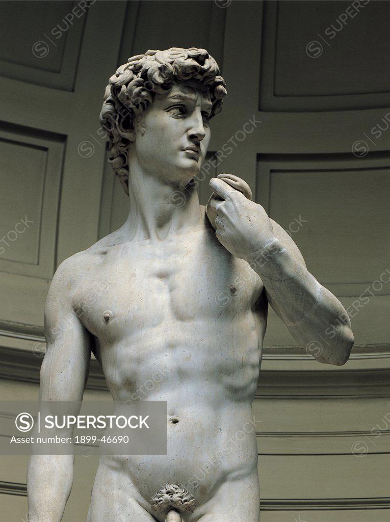 Stock Photo: 1899-46690 David, by Buonarroti Michelangelo, 1501 - 1504, 16th Century, full relief marble. Italy: Tuscany: Florence: Accademia Gallery. David male nude Detail. Trunk body marble statue