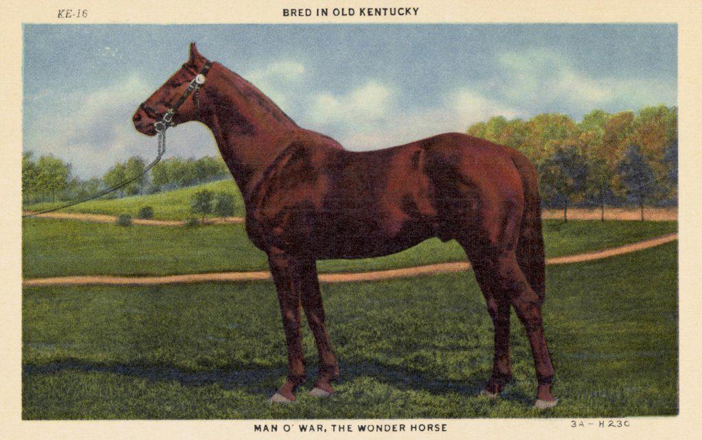 Postcard of Man O' War. ca. 1933, BRED IN OLD KENTUCKY. MAN O' WAR, THE WONDER HORSE. Kentucky, The Blue Grass State. The breeding place of the country's finest Race Horses-notably 'Man O'War, 'The Wonder Horse, an all-time record winner. Today the sire of many of the best racers, chiefly 'War Admiral', who won the Kentucky Derby, Preakness and Belmont Stakes in 1937. 