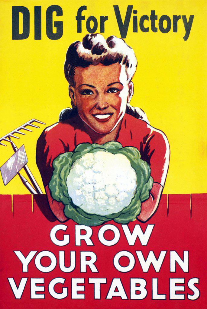 One of the most memorable campaigns during World War Two, was the 'Dig for Victory' campaign. Any piece of land that could be turned over to the use of growing fruit and vegetables was made use of. Even those who hadn’t considered their fingers to be green before the war, picked up their spades and gave veggie gardening a go. Everyone was offered help and guidance from the Ministry of Agriculture, to get growing.