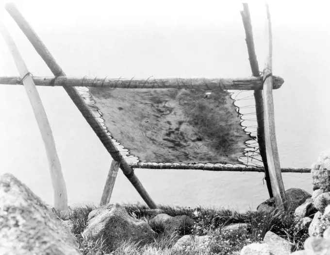 Edward S. Curtis Native American Indians - Drying walrus hide, Diomede, Alaska ca. 1929. 