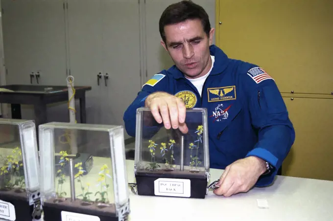 Participating in the Crew Equipment Integration Test (CEIT) at Kennedy Space Center is STS-87 Payload Specialist Leonid Kadenyuk of the National Space Agency of Ukraine (NSAU). Here, Cosmonaut Kadenyuk is inspecting flowers for pollination and fertilization, which will occur as part of the Collaborative Ukrainian Experiment, or CUE, aboard Columbia during its 16-day mission, scheduled to take off from KSC’s Launch Pad 39-B on Nov. 19. The CUE experiment is a collection of 10 plant space biology experiments that will fly in Columbia’s middeck and feature an educational component that involves evaluating the effects of microgravity on the pollinating Brassica rapa seedlings. Students in Ukrainian and American schools will participate in the same experiment on the ground and have several live opportunities to discuss the experiment with Kadenyuk in Space. Kadenyuk of the Ukraine will be flying his first Shuttle mission on STS-87. 