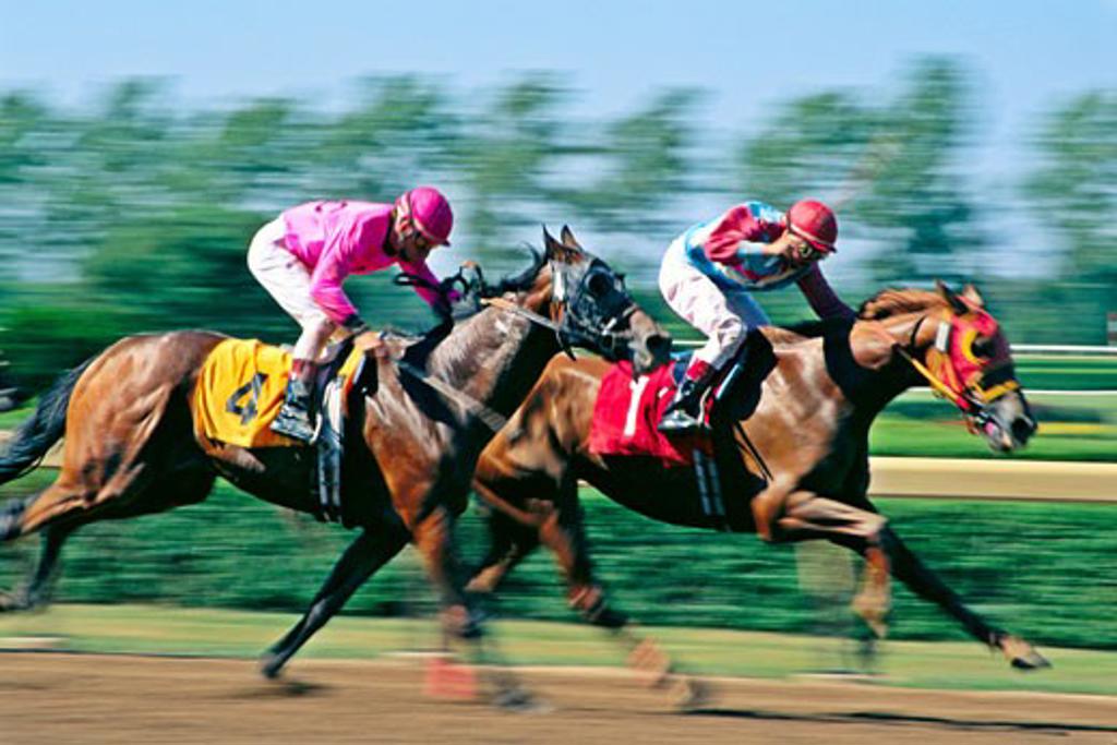 Thoroughbred horse racing