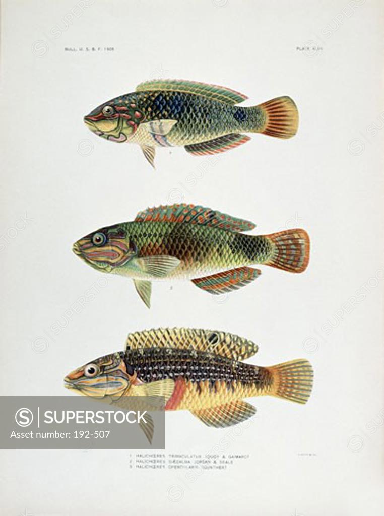 Stock Photo: 192-507 1) Halichoeres Trimaculatus, 2) Halichoeres Daedalma and 3) Halichoeres Opercularis 1905 Artist Unknown Lithograph Private Collection
