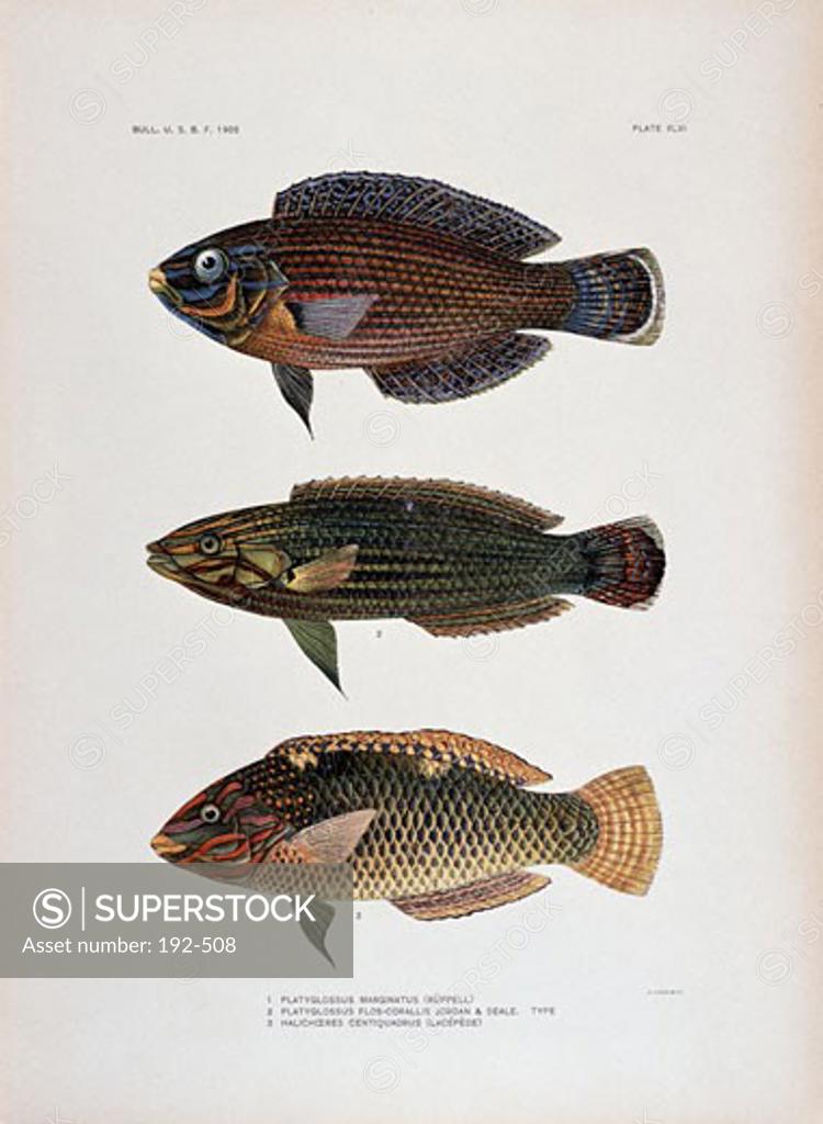 Stock Photo: 192-508 Platyglossus Marginatus (ruppell), Platyglossus Flos-corallis, and Halichceres Centiquadrus 1905 Artist Unknown Lithograph Private Collection