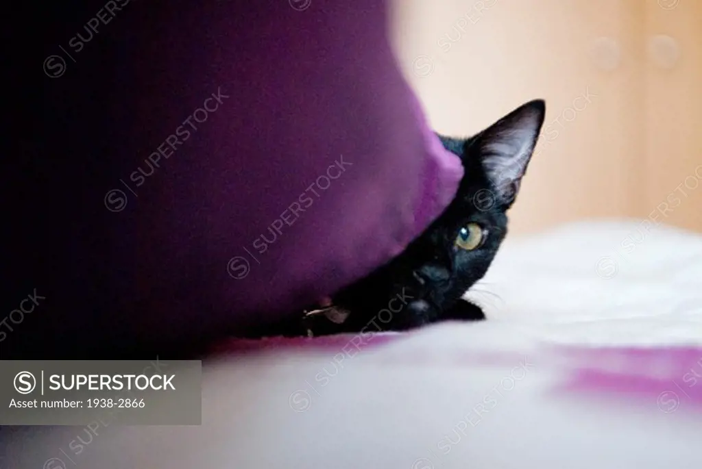 Close up of black kitten hiding behind cushion
