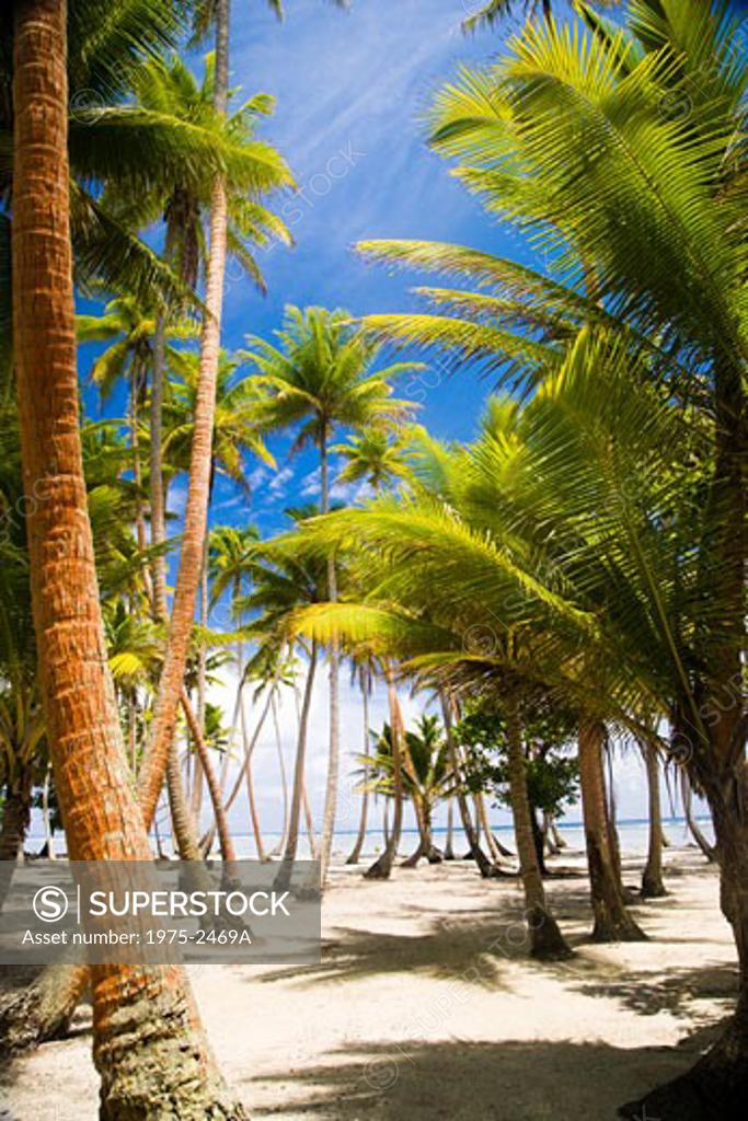 Palm trees on the beach, Tahaa, Tahiti, French Polynesia - SuperStock