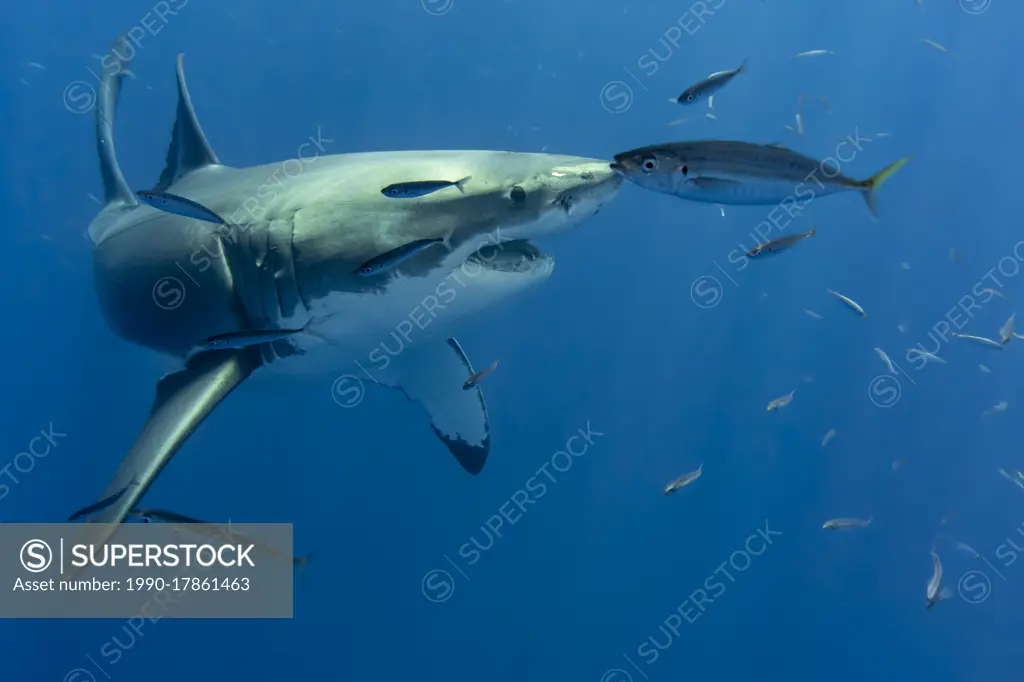 Great white shark, Carcharodon carcharias, swimming off the coast of Isla Guadelupe, Mexico.