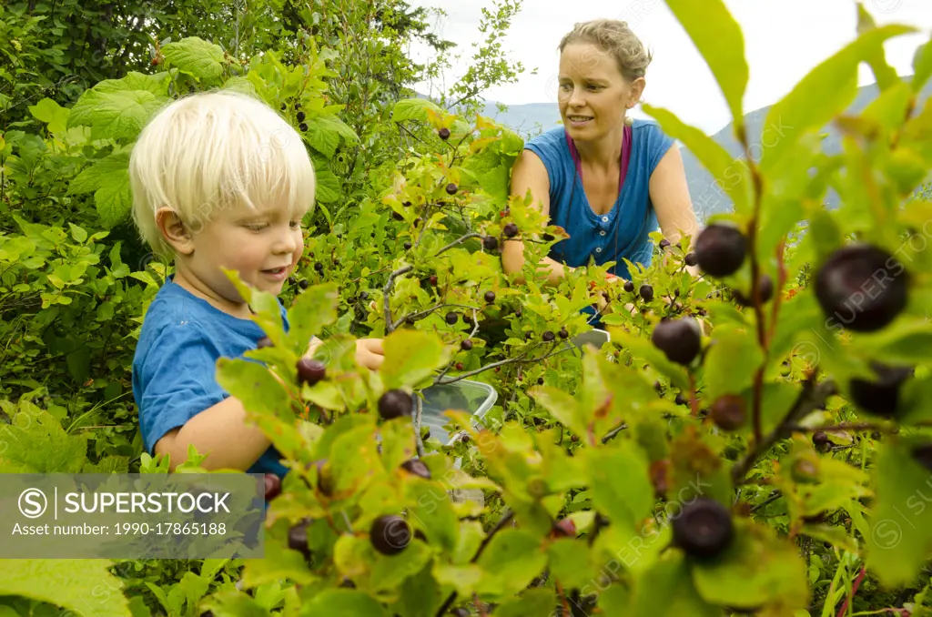 A mother and son pick huckleberries near Nelson, British Columbia