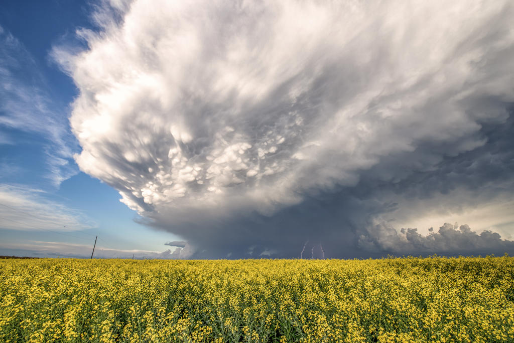 Storm with mammatus and lightning flashing over canola field in rural southern Manitoba Canada