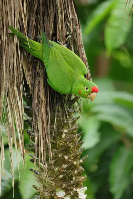 Scarlet-fronted Parakeet (Psittacara wagleri) perched on a branch in Costa Rica