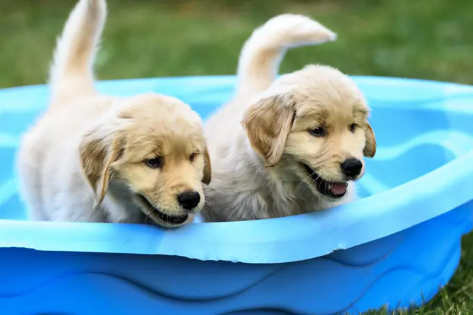 Two 8 week old Golden Retriever puppies playing in a small pool.