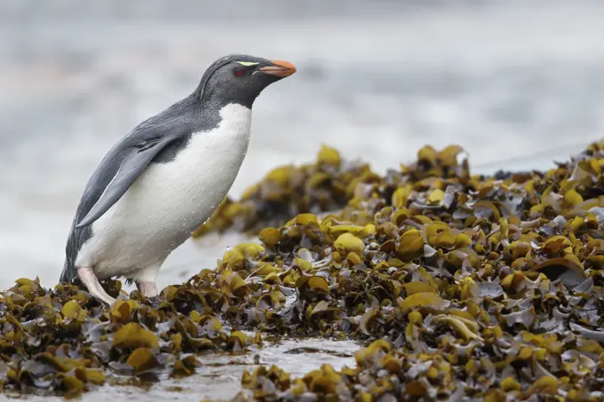 Rockhopper Penguin (Eudyptes chrysocome) along the shoreline in the Falkland Islands.